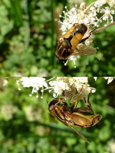 Helophilus hybridus