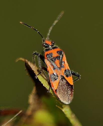 Corizus hyoscyami hyoscyami