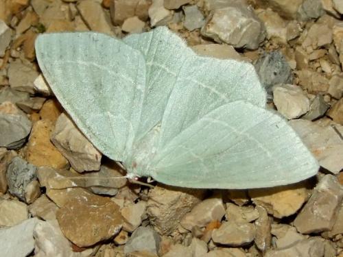 Hemistola chrysoprasaria
