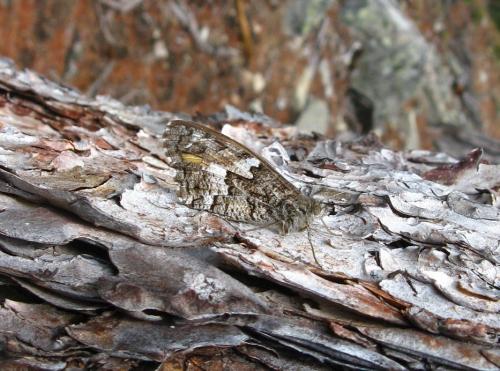 Réf. 93 144 : Hipparchia aristaeus