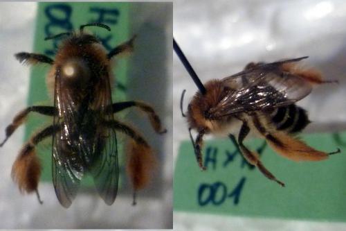 Dasypoda sp.