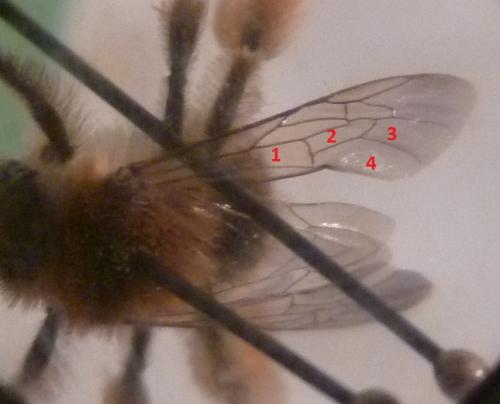 Dasypoda hirtipes