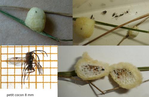 Réf. 93 340 : Microgastrinae inconnu