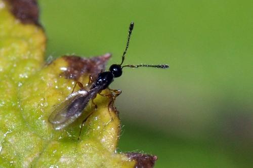 Trichopria sp.