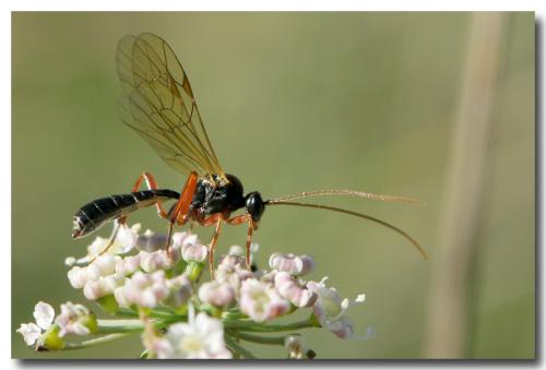 Réf. 93 835 : Dyspetes sp.