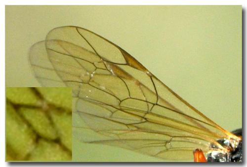 Réf. 93 836 : Dyspetes sp.