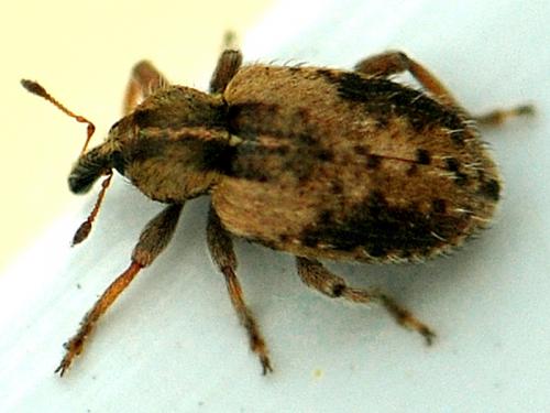 Hypera plantaginis