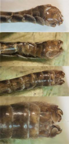 Tipula confusa