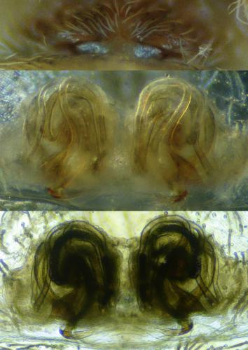Hyptiotes flavidus