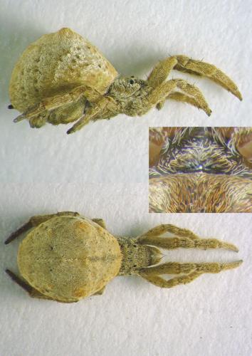 Réf. 93 436 : Hyptiotes flavidus