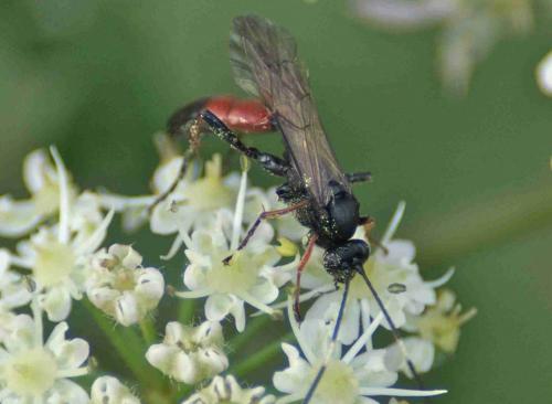 Réf. 93 334 : Stenichneumon culpator