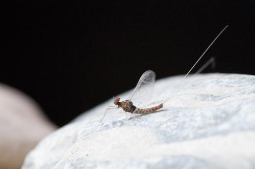 Cloeon dipterum