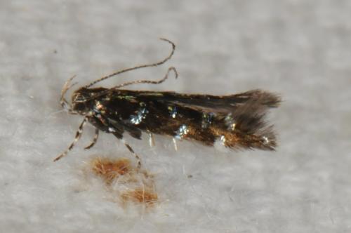 Vulcaniella pomposella
