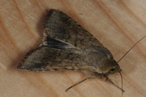 Réf. 93 015 : Helicoverpa armigera