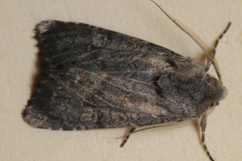 Aporophyla sp.
