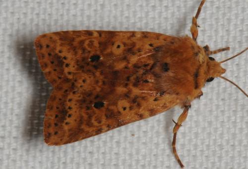 Réf. 93 350 : Conistra rubiginea
