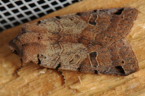 Réf. 93 384 : Agrochola litura