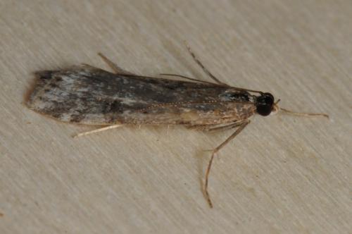 Réf. 93 432 : Eudonia angustea