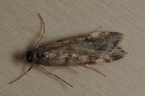Eudonia angustea
