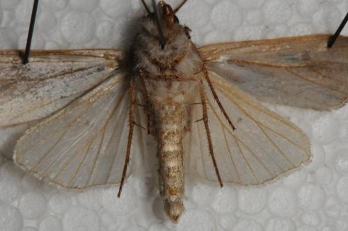 Euxoa temera