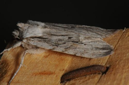 Réf. 93 662 : Lithophane leautieri