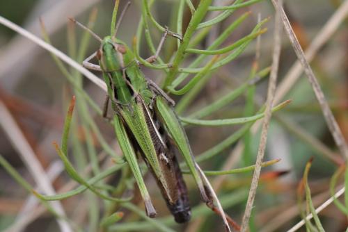 Réf. 93 429 : Stenobothrus lineatus lineatus