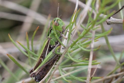 Réf. 93 430 : Stenobothrus lineatus lineatus