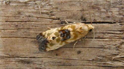 Eupoecilia angustana