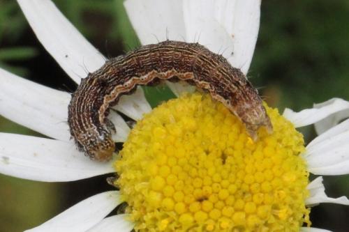 Helicoverpa armigera