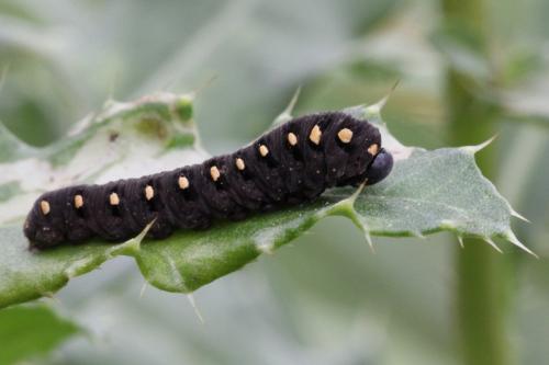 Réf. 93 600 : Tenthredo marginella