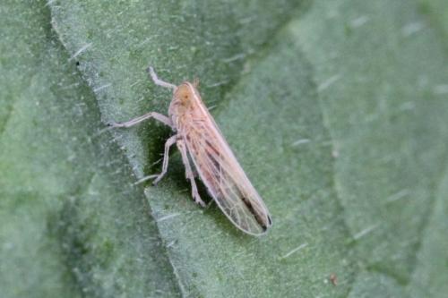 Réf. 93 638 : Stenocranus sp.