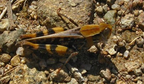 Réf. 93 094 : Calliptamus sp.