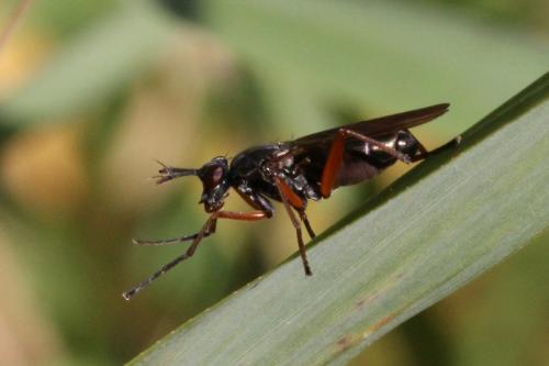 Réf. 93 574 : Sepedon sphegea