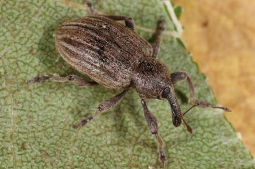 Réf. 93 956 : Hypera striata
