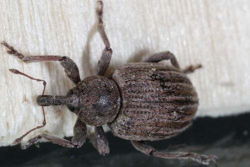 Réf. 93 955 : Hypera striata