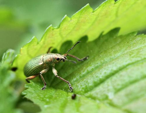 Réf. 93 624 : Polydrusus formosus