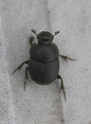 Onthophagus sp.