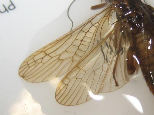 Dictyogenus sp.