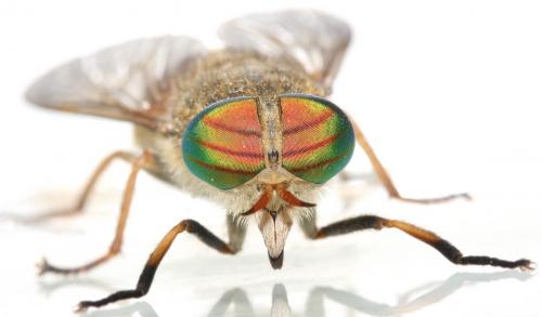 Tabanus promesogaeus