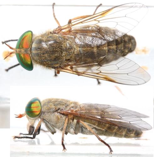 Tabanus promesogaeus
