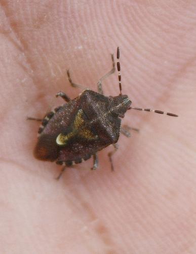 Dolycoris baccarum