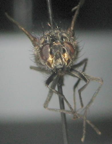 Réf. 93 730 : Polietes meridionalis