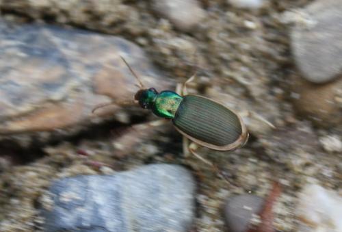 Réf. 93 282 : Chlaenius velutinus