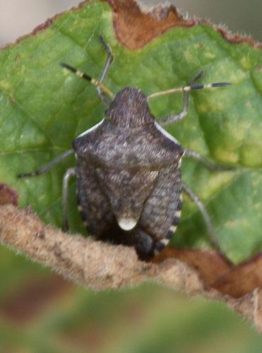 Peribalus strictus vernalis