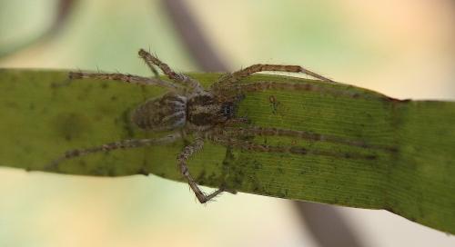 Réf. 93 957 : Allagelena gracilens