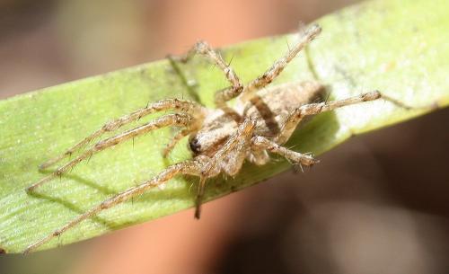 Allagelena gracilens