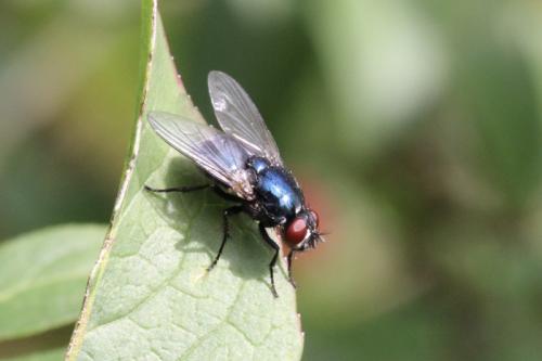 Eudasyphora cyanicolor