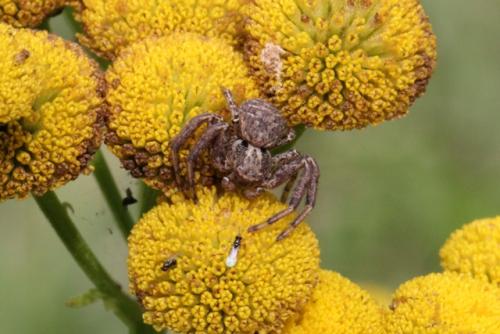 Xysticus sp.