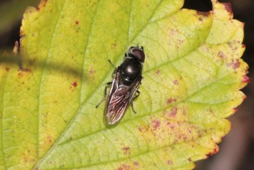 Cheilosia variabilis