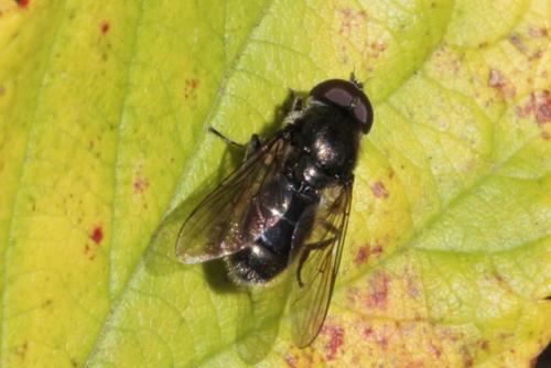 Cheilosia variabilis